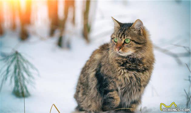 最为特例的猫品种，猫咪中的战斗猫，原谅我豪放不羁爱自由