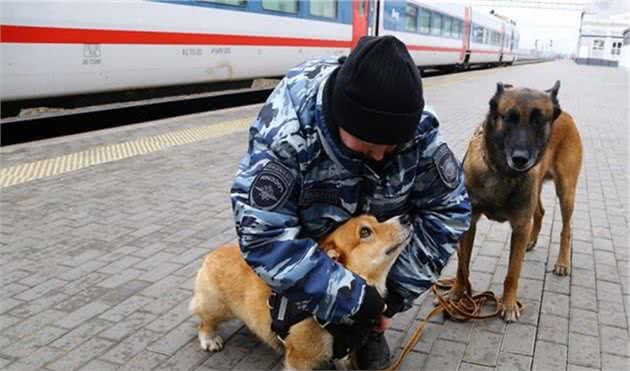 短腿也有出头日？战斗民族竟用柯基当警犬？狗狗9岁了如今刚退休