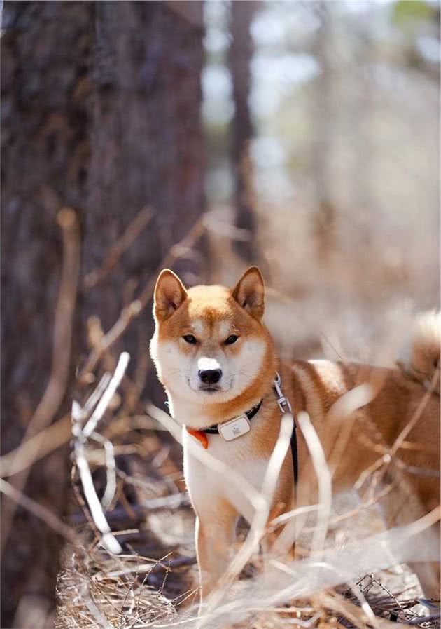 柴犬挑选避雷，如何正确挑选柴犬，不要只关注价格