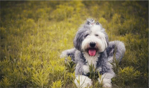 最有人气的8种牧羊犬，个个颜值都超好看，你能认全吗？