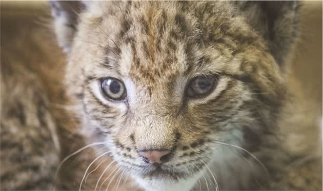 让六只傻狗调教生性凶猛的山猫，山猫：妈妈再也不用担心我的智商