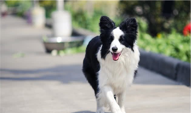 你能辨别出边境牧羊犬吗？记住它的这些独特的特征