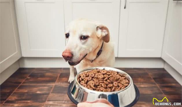 狗狗挑食或不是挑剔，是疾病导致！若狗狗有这些症状，别怪它挑食