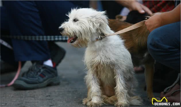 听说比熊犬很“危险”，网友：这6点太可怕了