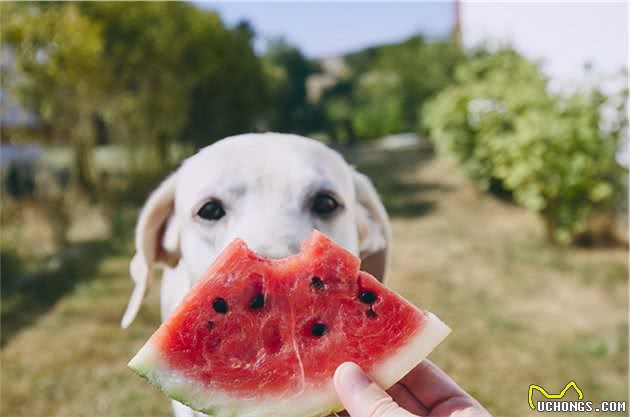 戈赞：夏天最适合狗狗吃的水果大盘点