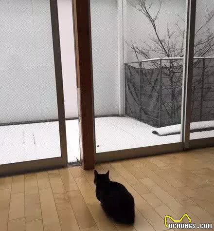 猫咪的雪天实力劝退，从爪印就能看出内心挣扎~