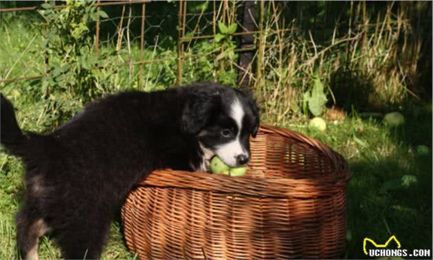 边境牧羊犬的智商超乎你的想象