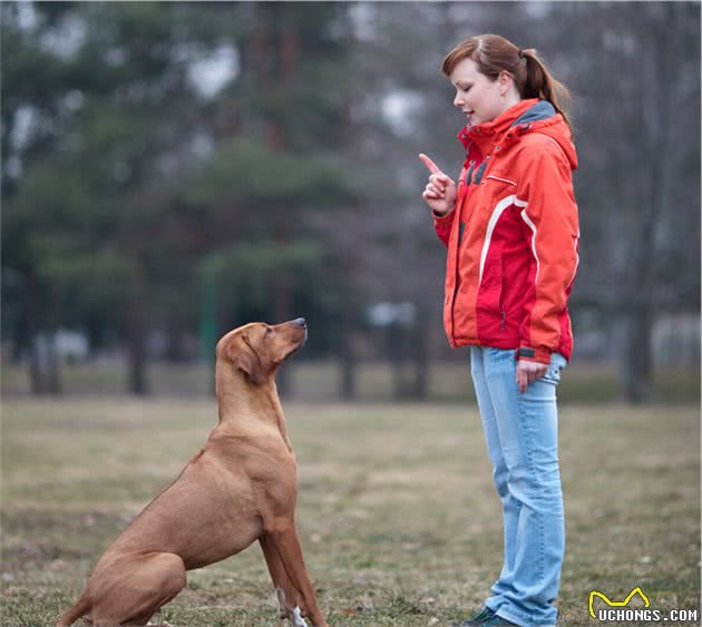 狗狗犯错，谁之过？这些都是用“狗血”买来的教训