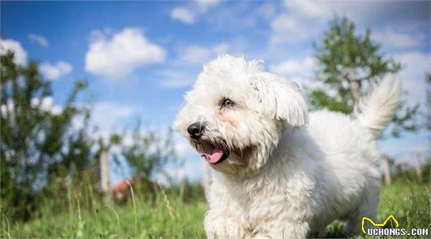 你知道吗？掌握这些饲养要点，对比熊犬的健康很有益