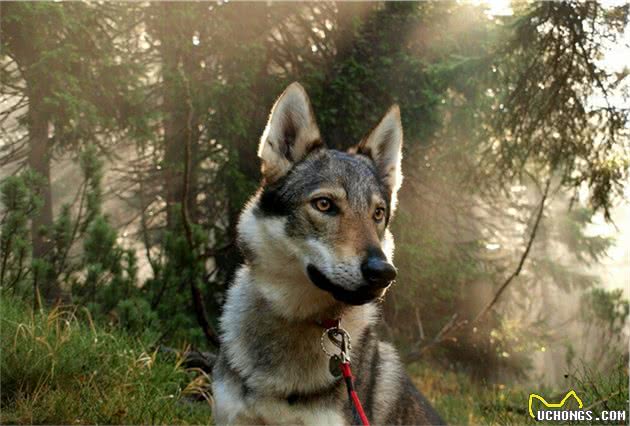 比哈士奇更像狼！不过养捷克狼犬，简直跟伺候祖宗一样