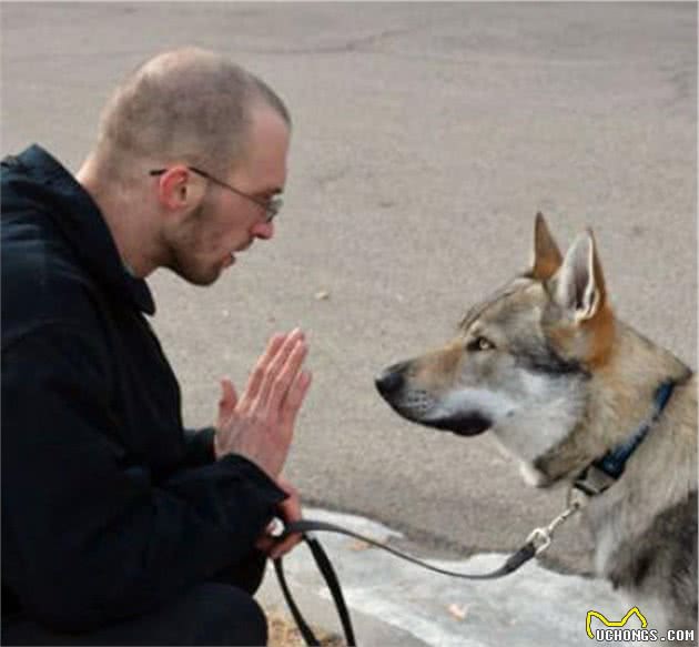 比哈士奇更像狼！不过养捷克狼犬，简直跟伺候祖宗一样