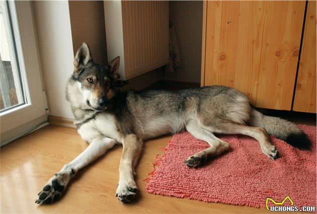 比哈士奇更像狼！不过养捷克狼犬，简直跟伺候祖宗一样