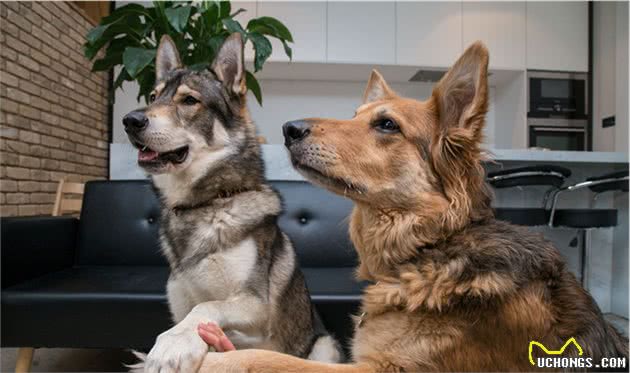 比哈士奇更像狼！不过养捷克狼犬，简直跟伺候祖宗一样