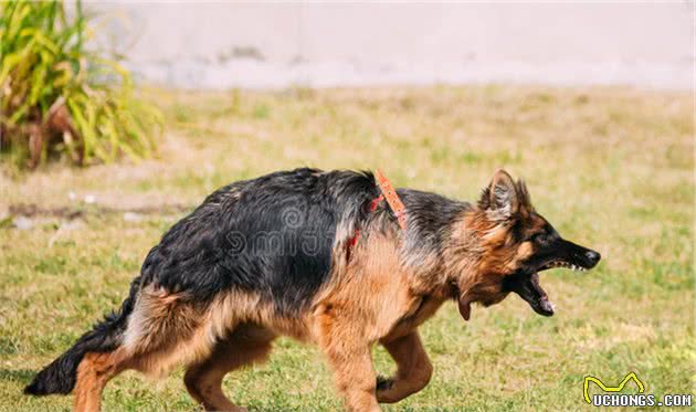 在人贩子手中勇敢救出小主人的忠义德国牧羊犬—sky