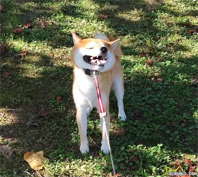 柴犬宁愿被拖着也不愿走路，个中原因，其实和它们的狩猎天性有关