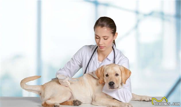 该不该让孩子养宠物,宠物陪伴孩子成长,对孩子到底有什么影响?