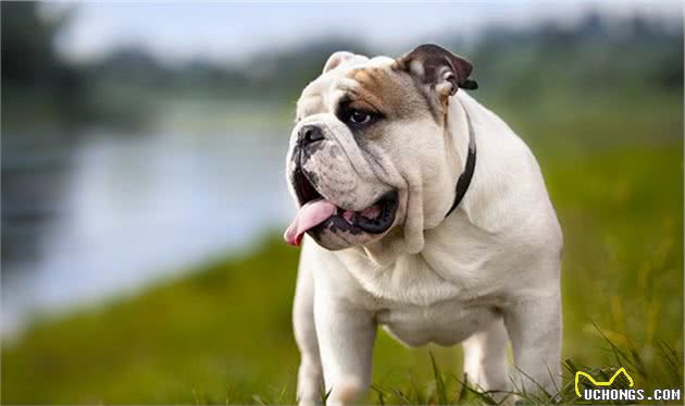 寻根问祖系列（126）：英国斗牛犬（Bulldog）