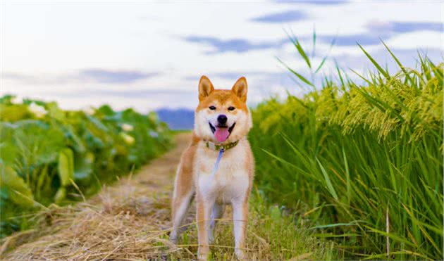 你对柴犬了解有多少呢？一起来认识一下柴犬吧