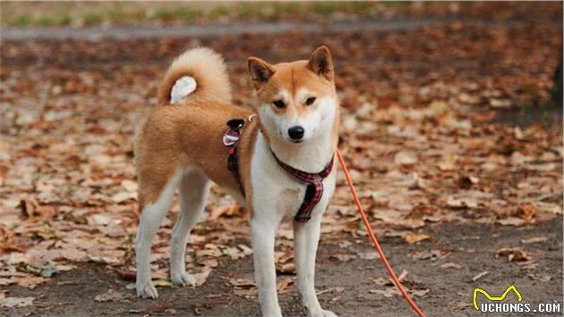 你对柴犬了解有多少呢？一起来认识一下柴犬吧