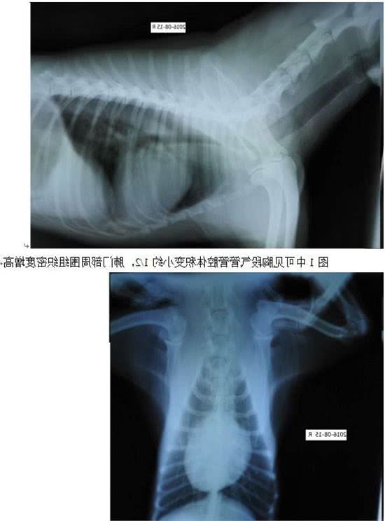 小心狗狗的咳嗽干呕，小症状也容易有大问题