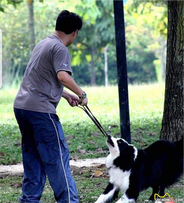 狗狗为什么爱咬牵引绳？4个最常见的原因及解决方法