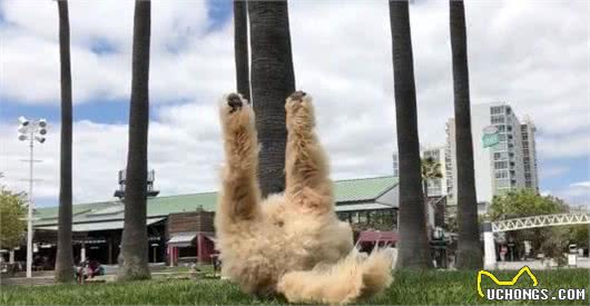 最奇葩的巨型贵宾犬，能把任何地方当床，心有多大床就有多大