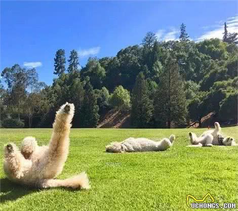 最奇葩的巨型贵宾犬，能把任何地方当床，心有多大床就有多大