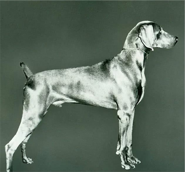 寻根问祖系列（25）：威玛猎犬(Weimaraner)