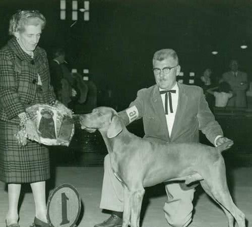 寻根问祖系列（25）：威玛猎犬(Weimaraner)