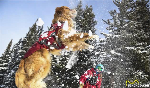 雪崩救援犬金毛的一天，它是熟练的救援犬，也只是爱玩雪的孩子