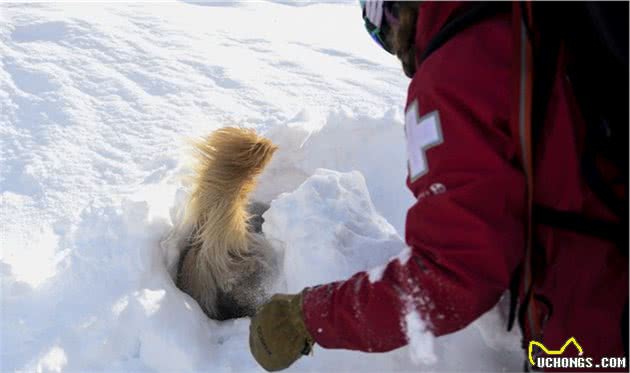 雪崩救援犬金毛的一天，它是熟练的救援犬，也只是爱玩雪的孩子