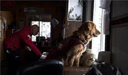 雪崩救援犬金毛的一天，它是熟练的救援犬，也只是爱玩雪的孩子