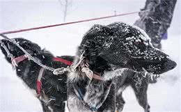 雪橇犬看似傻狗，但主人被困暴雪时，狗狗却英勇出手将铲屎官救下