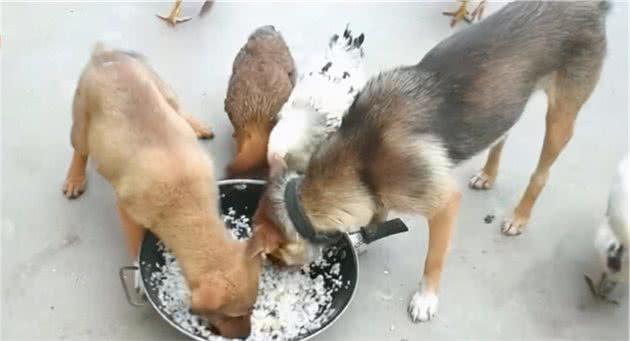 宠物狗是否必须吃蔬菜，狗食自配餐应该如何搭配