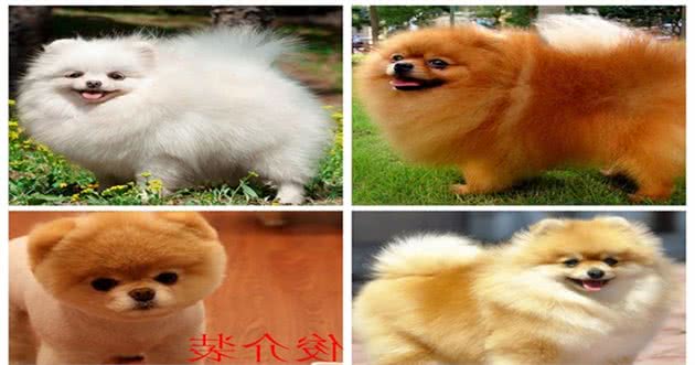 适合作为宠物犬的10大小型犬，你在养吗？