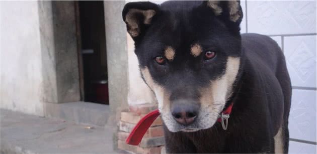 说中华田园犬不好看的人，怕是没见过真正的田园犬吧