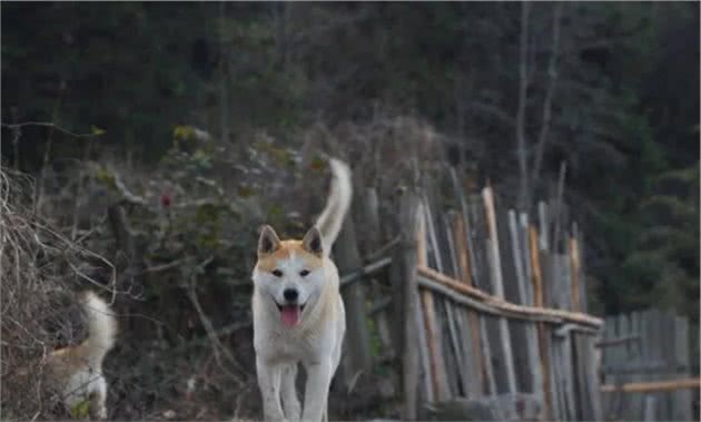 说中华田园犬不好看的人，怕是没见过真正的田园犬吧