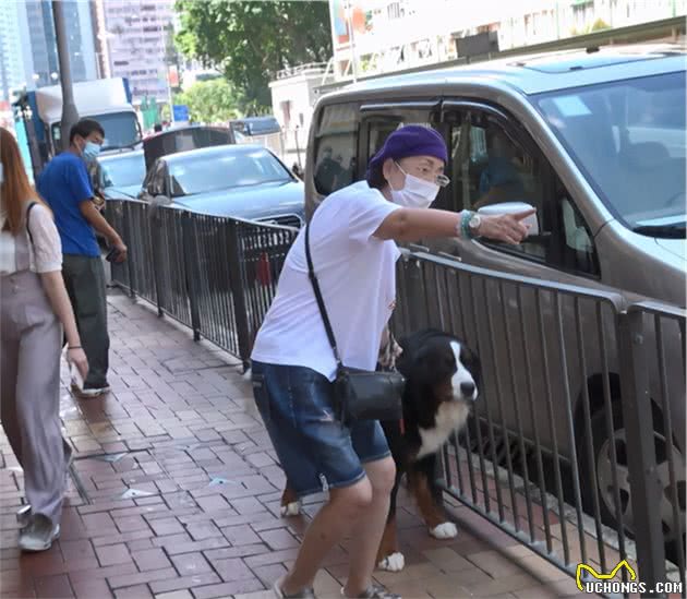 苑琼丹帮艾威照顾爱犬，遛超巨型伯恩山不成反被遛，路人表情亮了