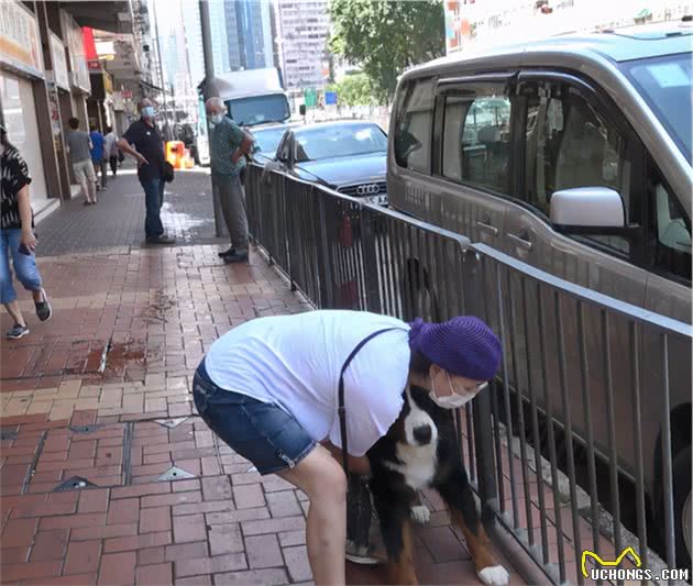 苑琼丹帮艾威照顾爱犬，遛超巨型伯恩山不成反被遛，路人表情亮了