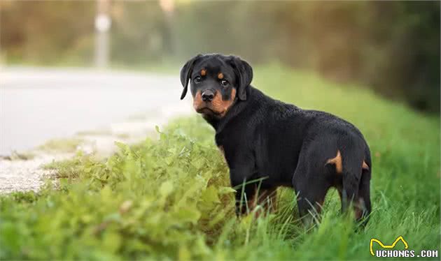 被误解的罗威纳：有几人能读懂防暴犬的柔情