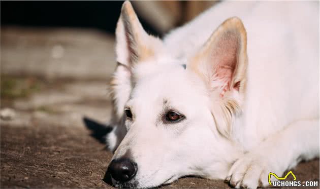 白色瑞士牧羊犬的由来是怎样的？它忠诚专一，也是德牧的一种