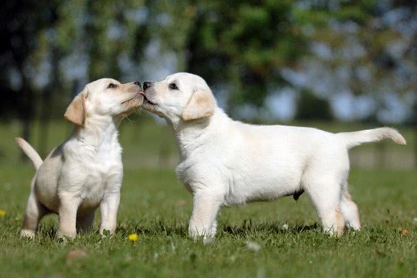 5大最适合在国内饲养的猎犬，拉布拉多猎犬居榜首，你养了哪个？