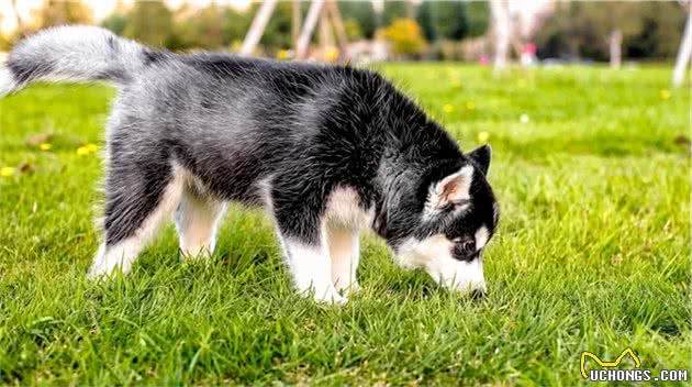 狗和犬有区别吗