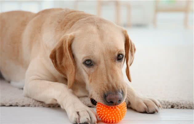 拉布拉多犬和金毛犬，性格脾气有什么差异点？