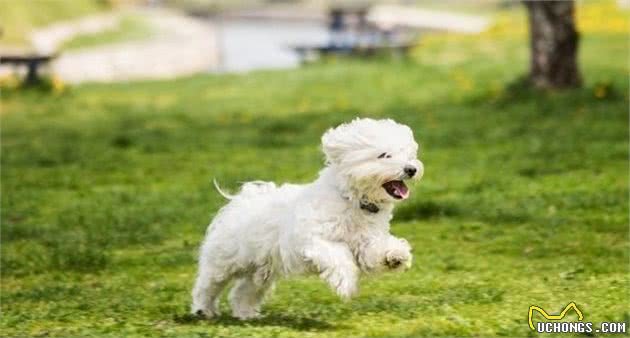 在你挑选马尔济斯幼犬时，应从这几个方面入手