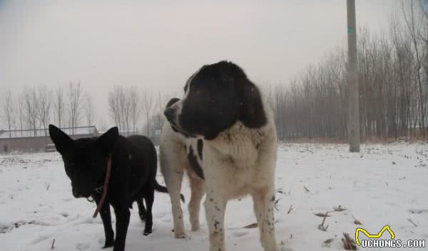 中亚牧羊犬，勇猛无畏的战斗猛犬，用眼神就可威慑外敌