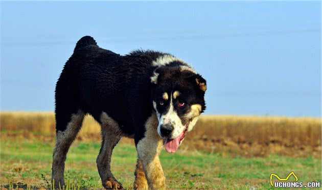 中亚牧羊犬，勇猛无畏的战斗猛犬，用眼神就可威慑外敌