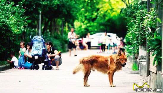 这些养狗恶习，请你不要犯了，不然真的“神憎鬼厌”