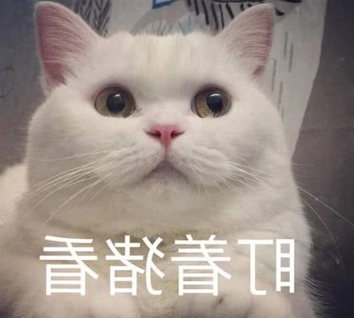 猫界“最怕热”的几种猫，夏天别轻易带出门