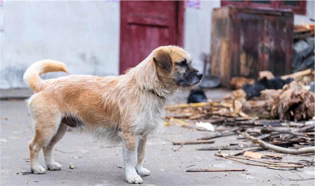 盘点“不易生病”的几种小型犬，家里养一只，少花不少钱